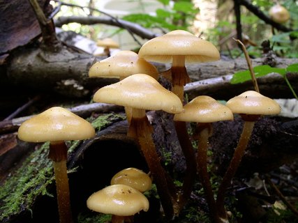 Kuehneromyces mutabilis