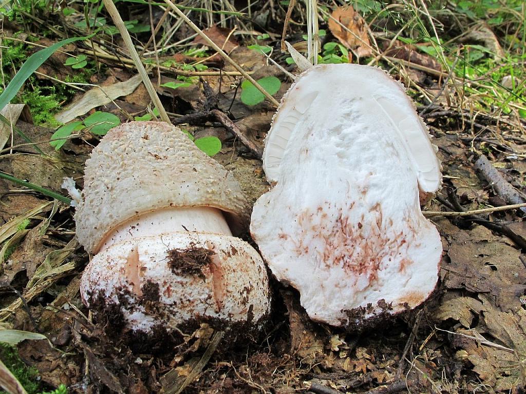 Amanita rubescens