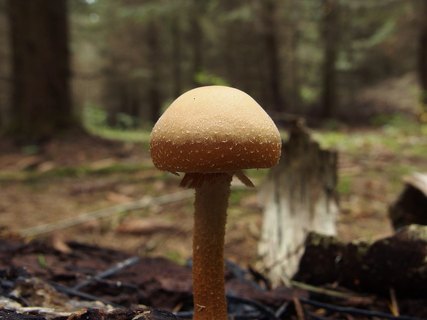 Kuehneromyces mutabilis