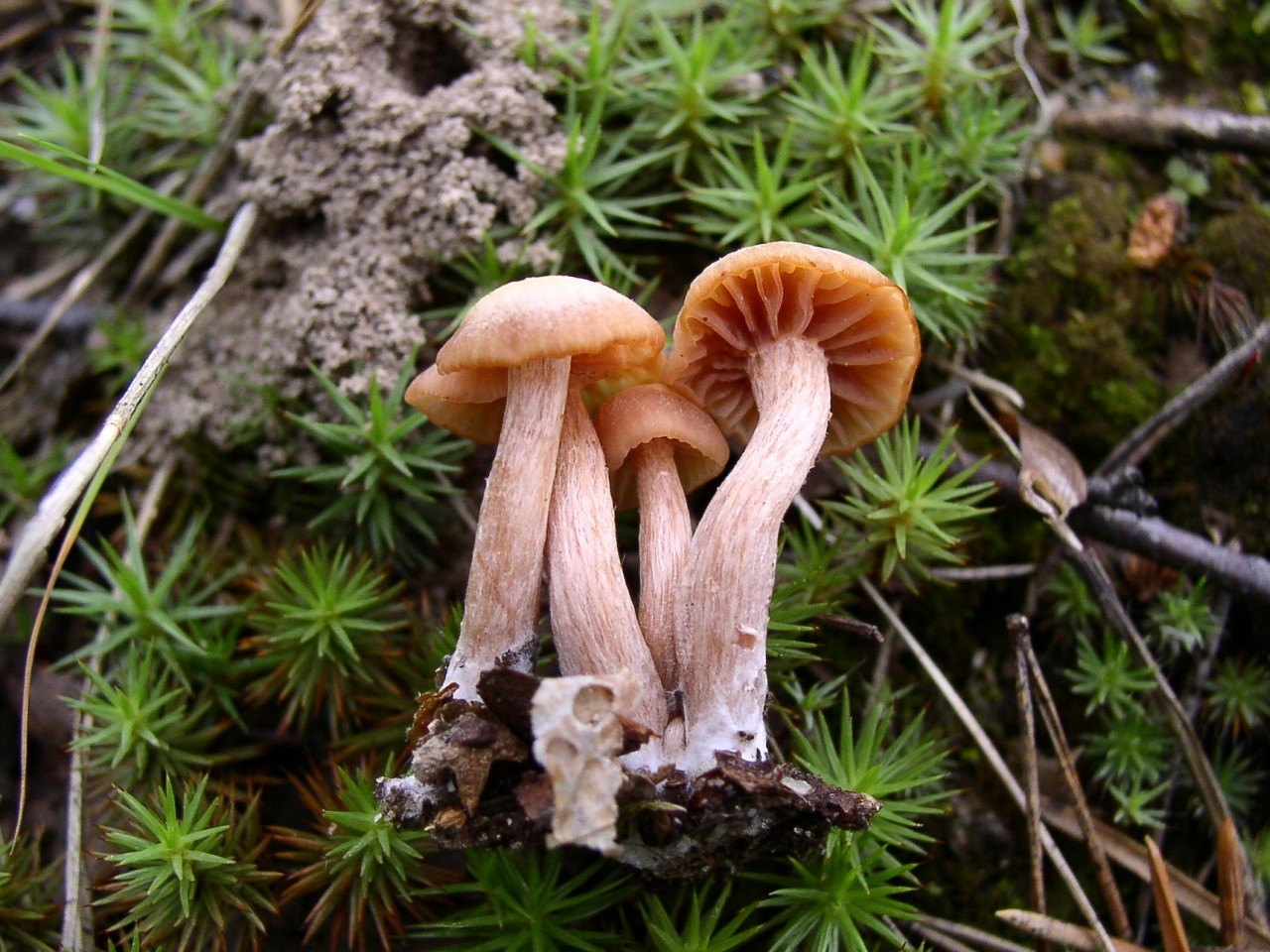Laccaria