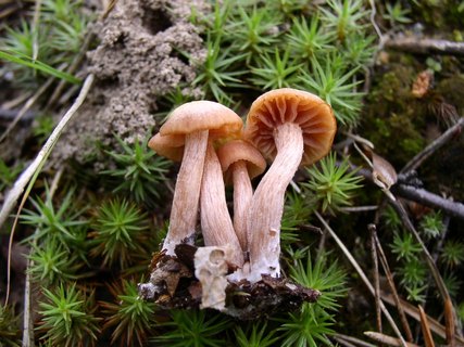 Laccaria laccata