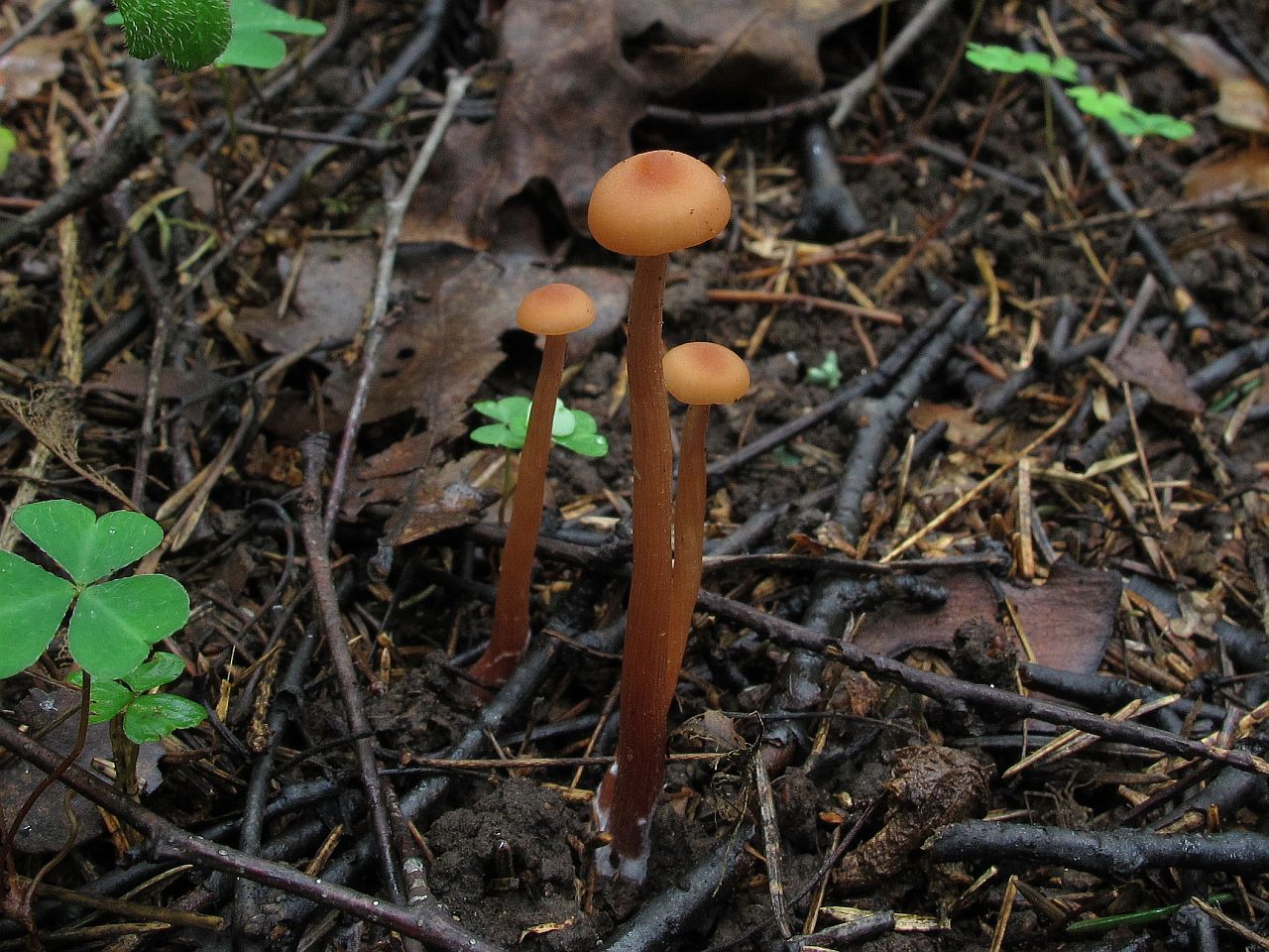 Laccaria laccata