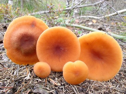 Laccaria proxima