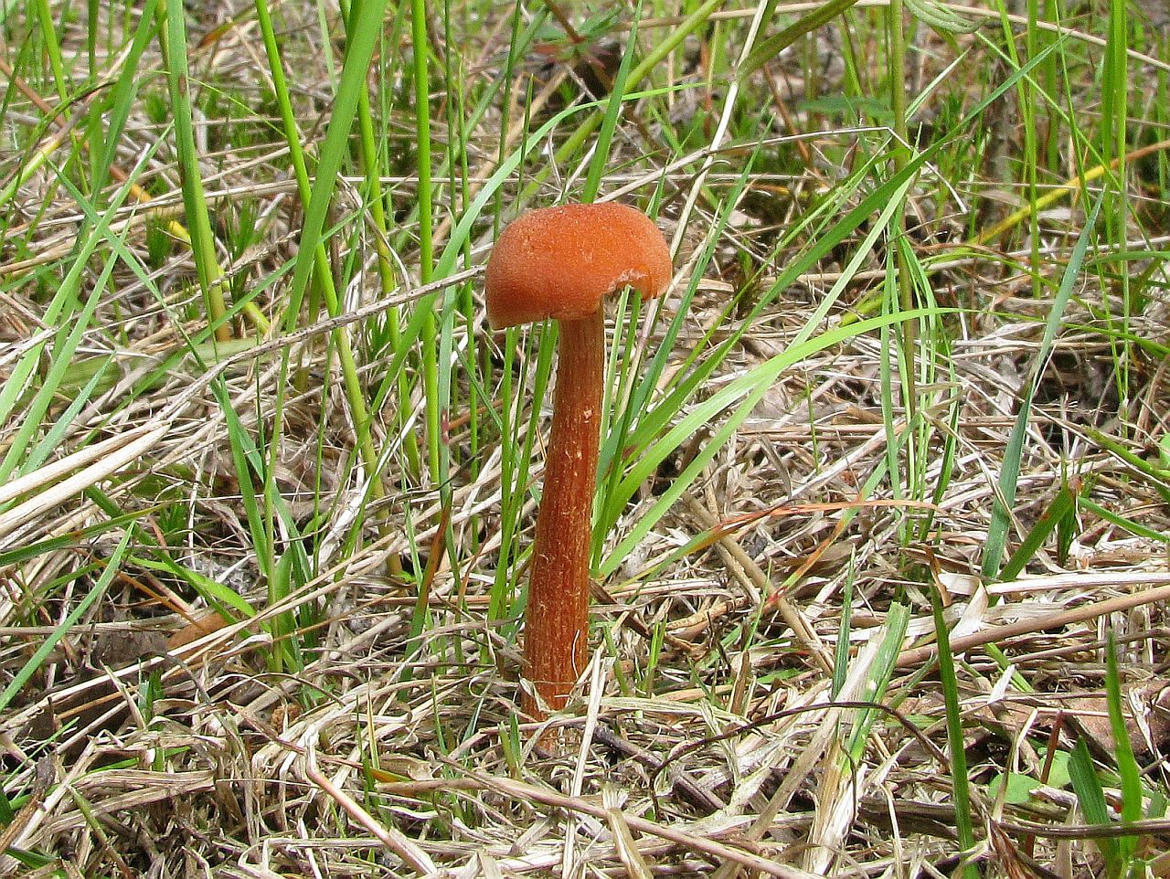 Laccaria proxima