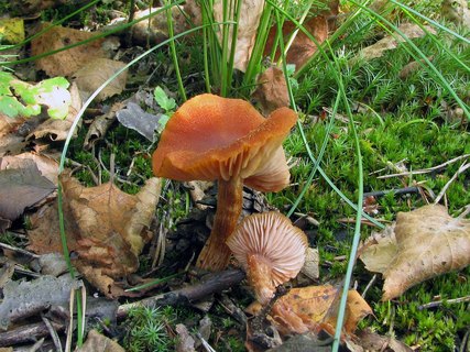 Laccaria proxima