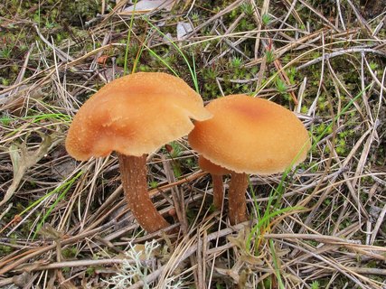 Laccaria proxima