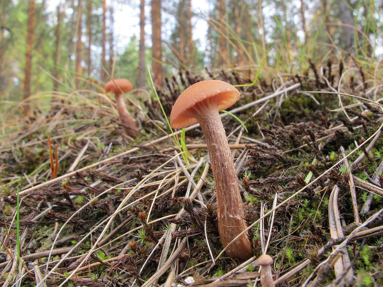 Laccaria proxima