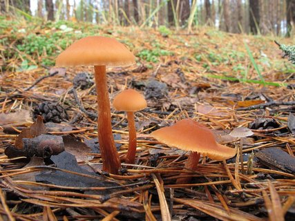 Laccaria proxima