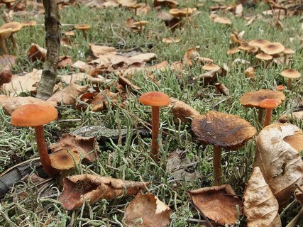Laccaria proxima