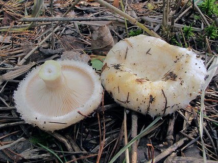 Lactarius aquizonatus
