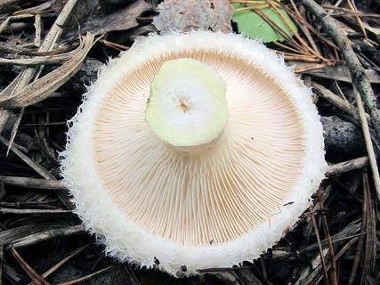 Lactarius aquizonatus
