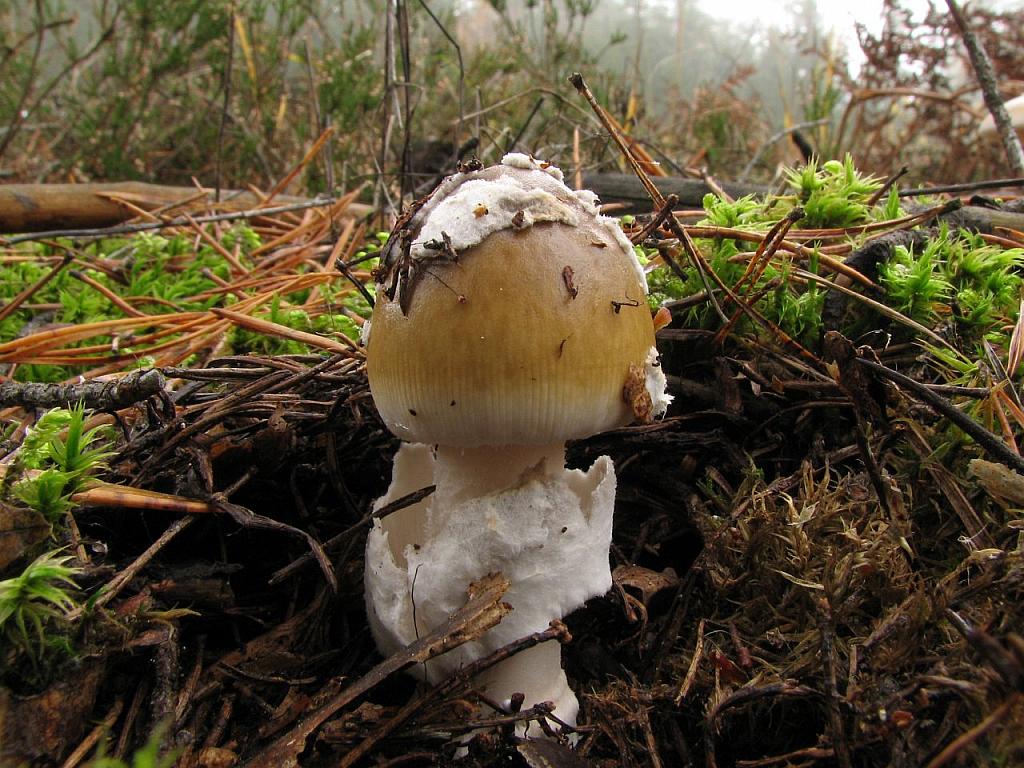 Amanita submembranacea