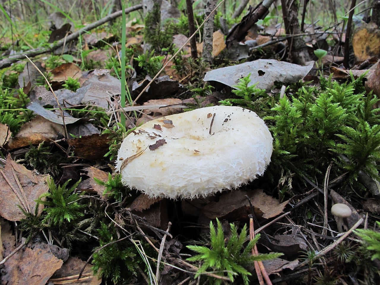 Lactarius aquizonatus