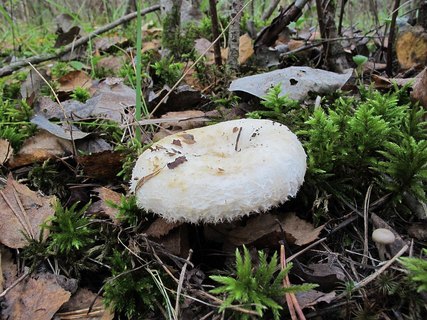 Lactarius aquizonatus