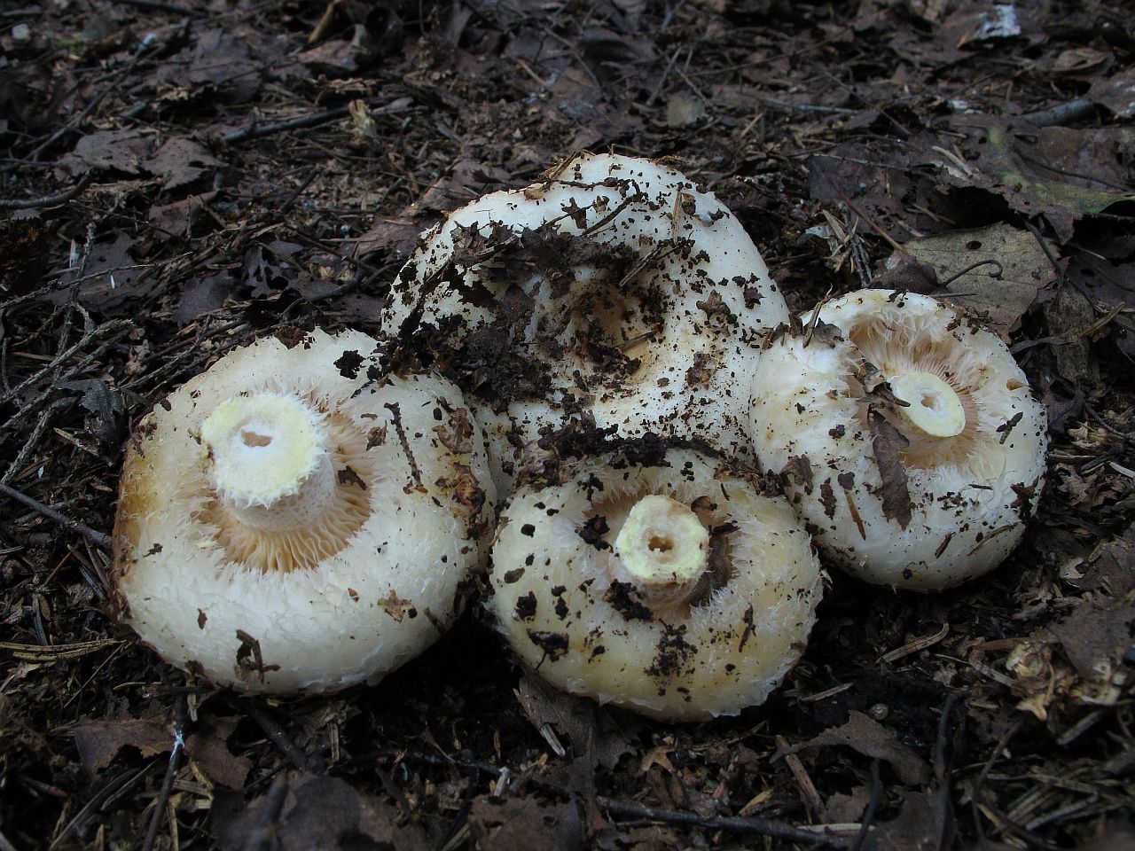 Lactarius aquizonatus