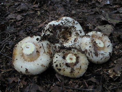 Lactarius aquizonatus