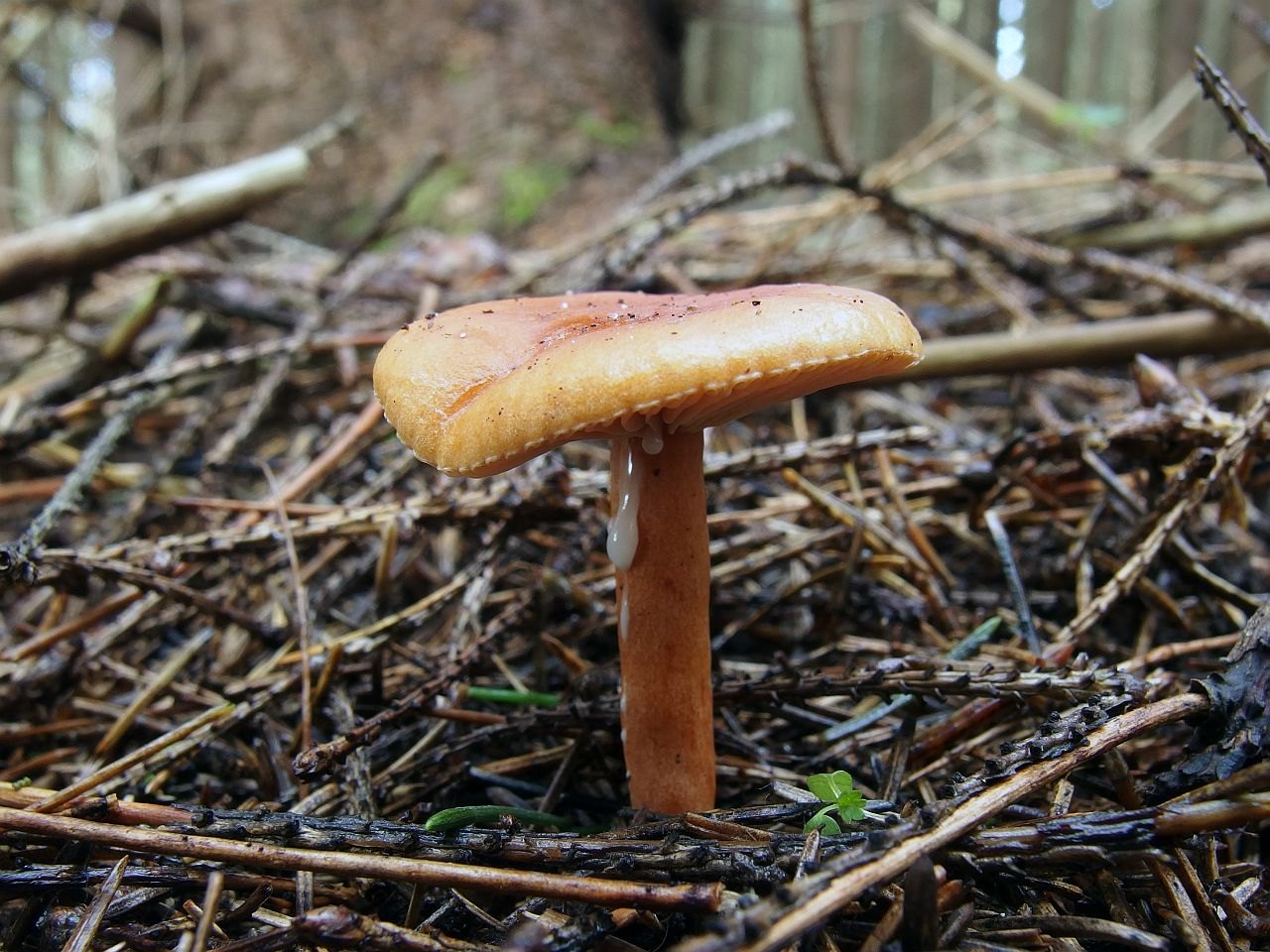 Lactarius aurantiacus