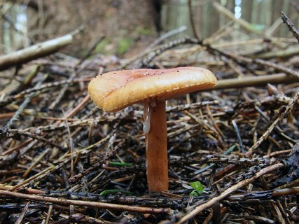 Lactarius aurantiacus