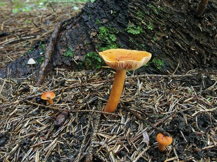 Lactarius aurantiacus
