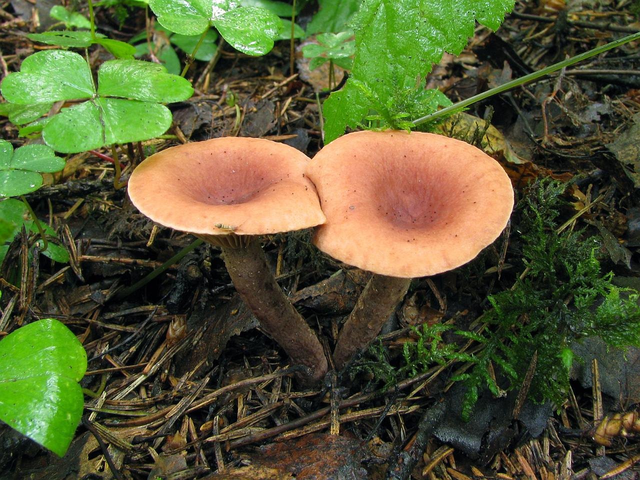 Lactarius camphoratus