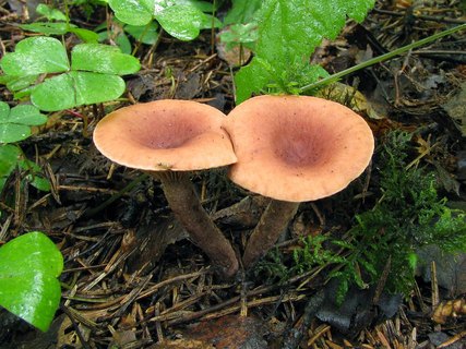 Lactarius camphoratus
