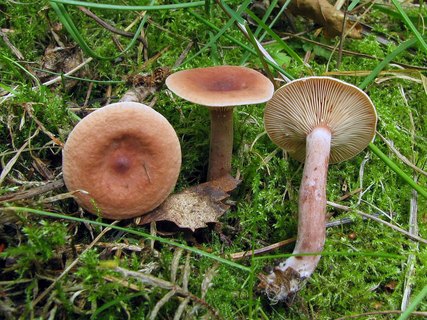 Lactarius camphoratus