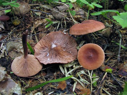 Lactarius camphoratus