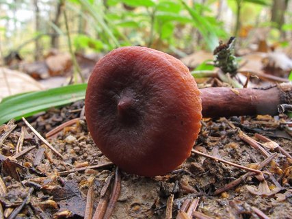 Lactarius camphoratus