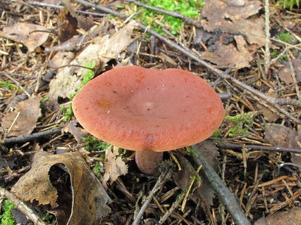 Lactarius camphoratus