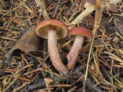 Lactarius camphoratus