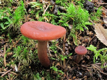Lactarius camphoratus