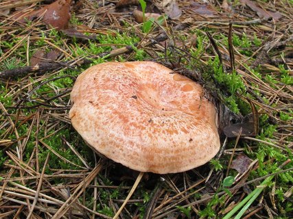 Lactarius deliciosus