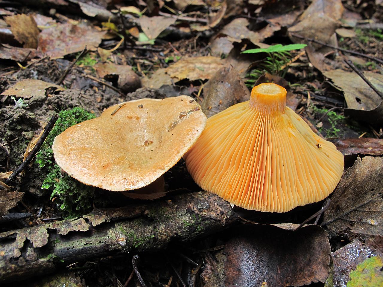 Lactarius deterrimus