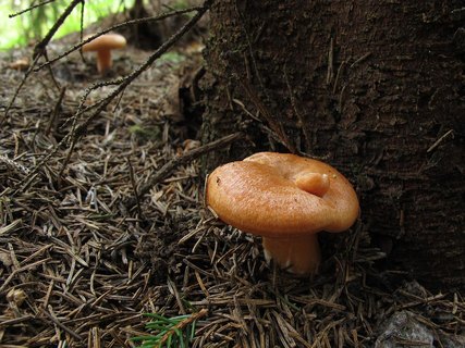 Lactarius deterrimus
