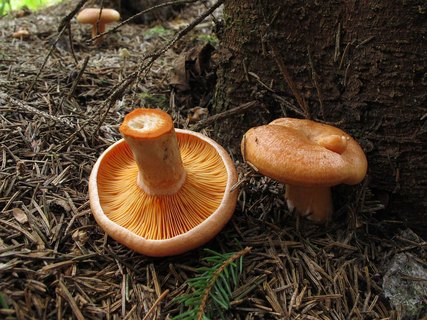 Lactarius deterrimus
