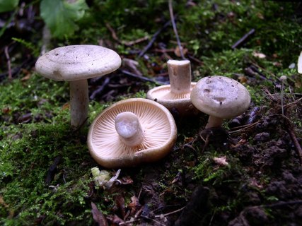 Lactarius flexuosus