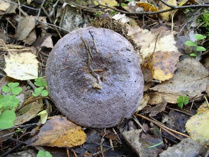 Lactarius flexuosus