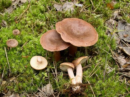 Lactarius helvus