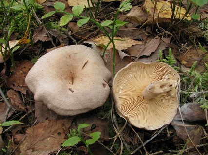 Lactarius helvus