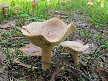 Lactarius helvus