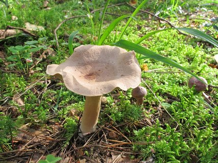 Lactarius helvus