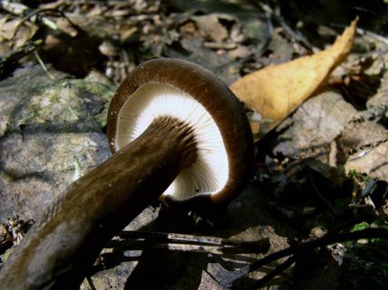 Lactarius lignyotus