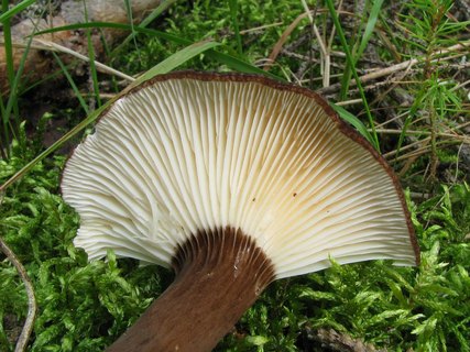 Lactarius lignyotus