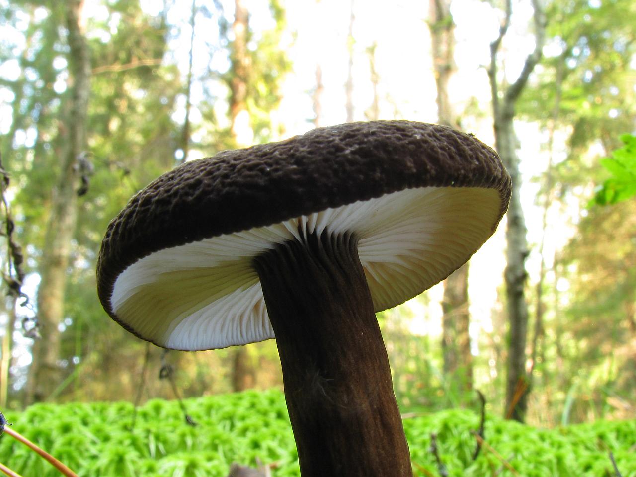 Lactarius lignyotus