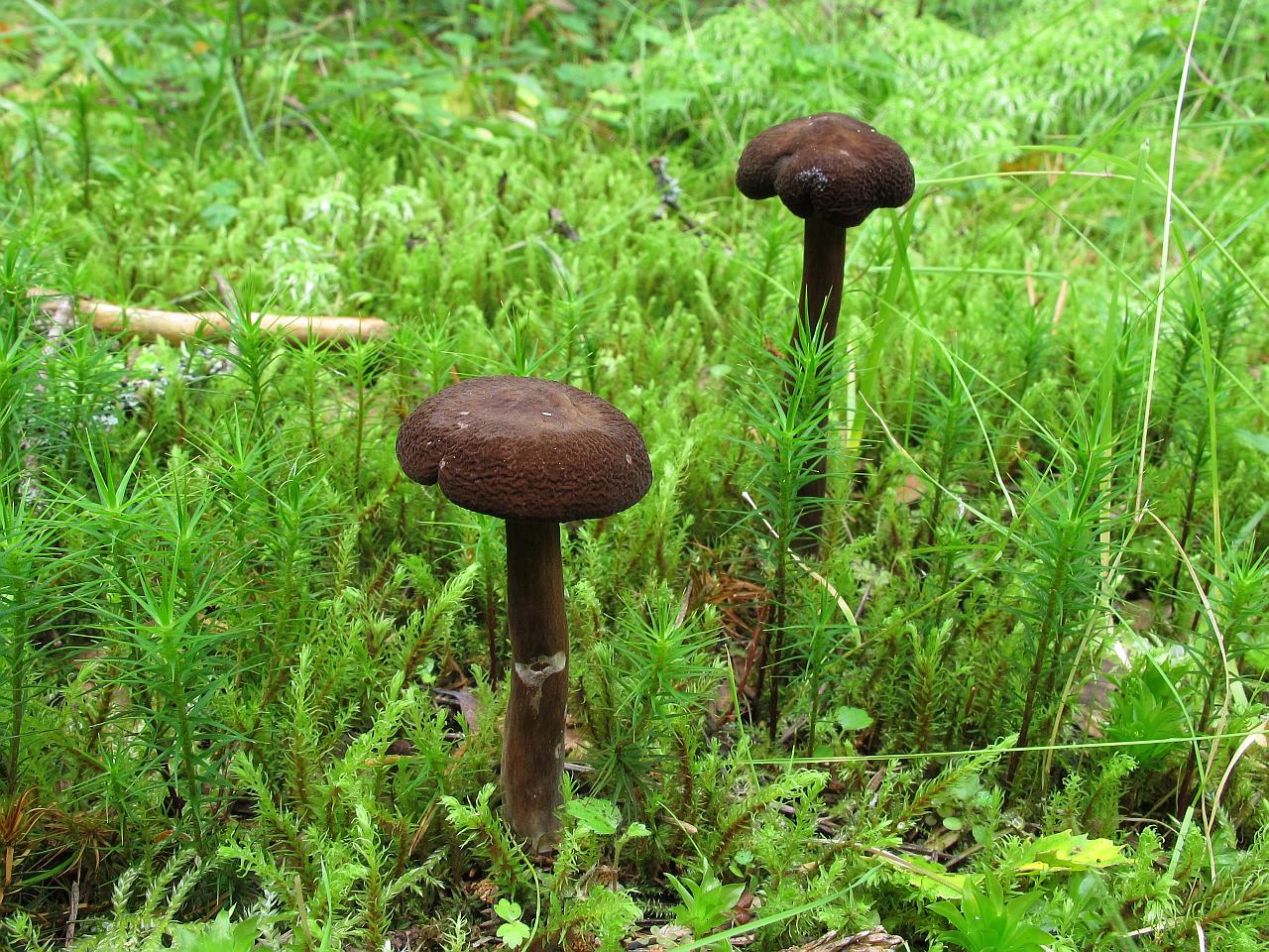 Lactarius lignyotus
