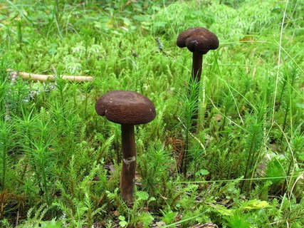 Lactarius lignyotus
