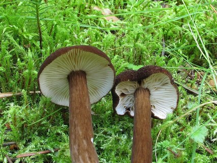 Lactarius lignyotus