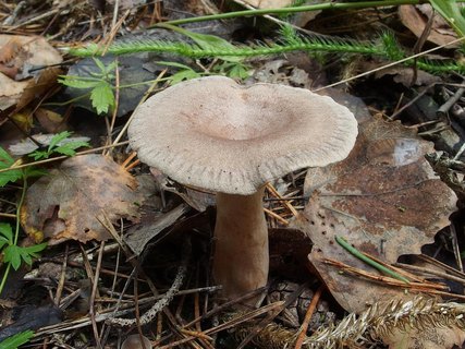 Lactarius mammosus