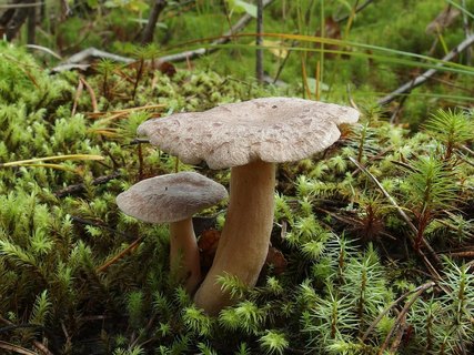 Lactarius mammosus