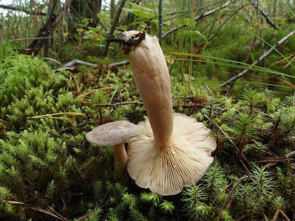 Lactarius mammosus